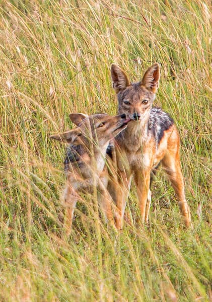 Black Backed Jackal Mama & Pup in the Maasai Mara National Reserve, Kenya