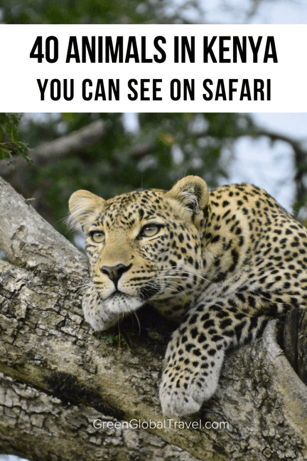 Animals in Kenya A Guide to 40 Species of Kenyan Wildlife