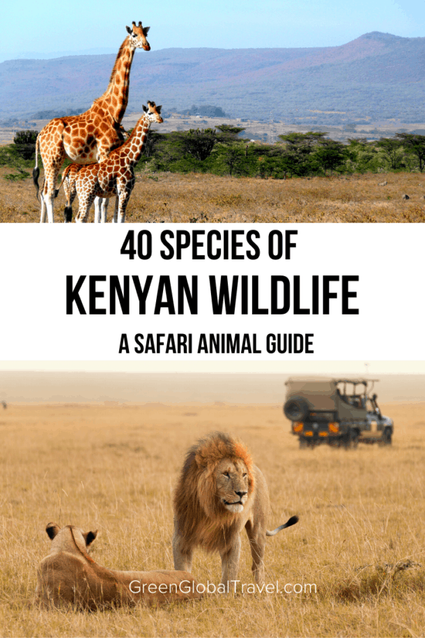 Animals in Kenya: A Guide to 40 Species of Kenyan Wildlife