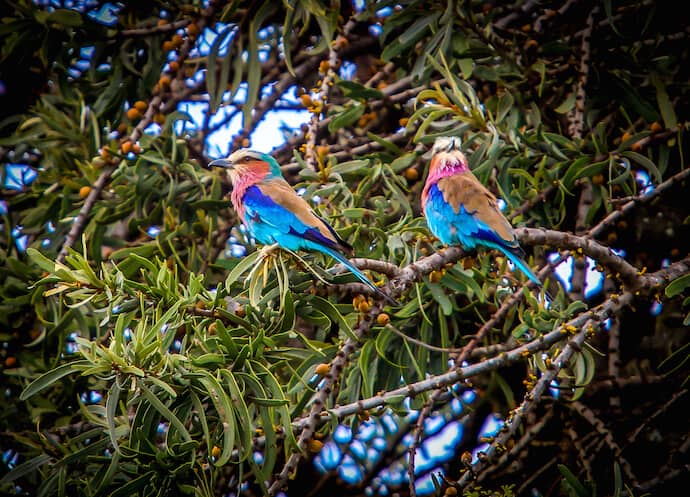 Lilac Breasted Rollers in Lewa National Park, Kenya