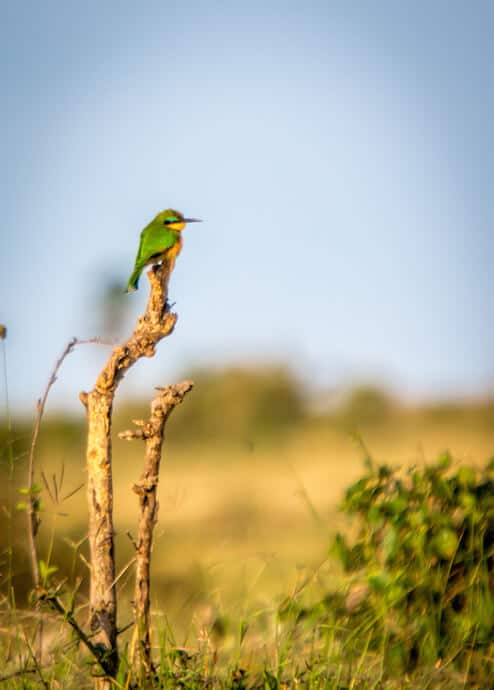 Little Bee Eater in Meru National Park, Kenya