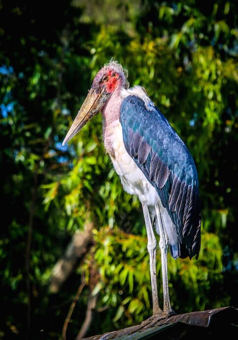 Marabou Stork in Ol Pejeta Conservancy, Kenya