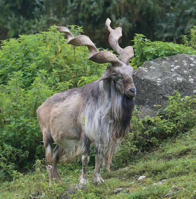 Markhor Goat