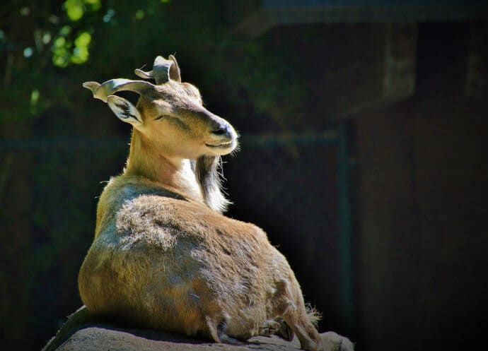 Markhor enjoying the sunlight by pixabay