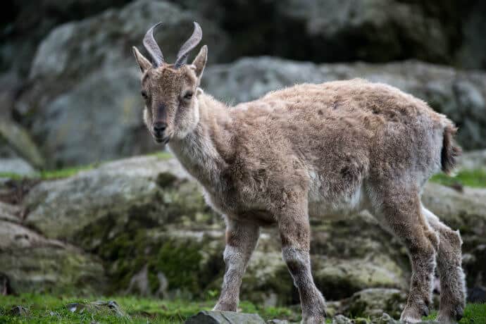 Markhor Standing in Grass