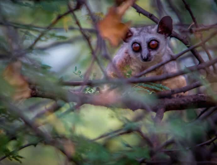 Bushbaby in Meru National Park, Kenya