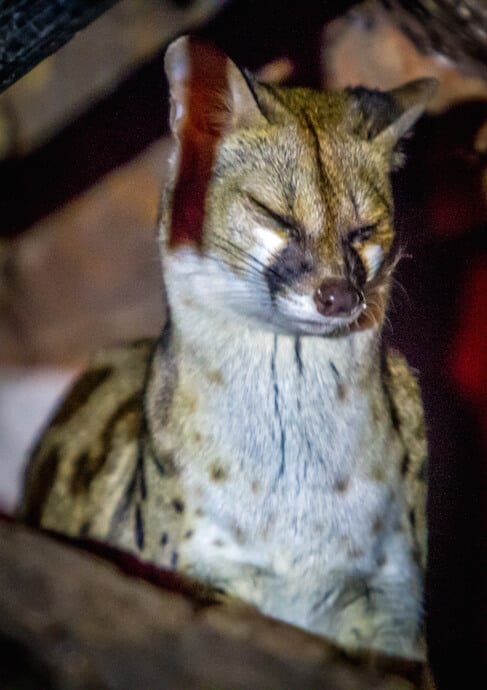 Large-Spotted Genet at Elsa's Kopje in Meru National Park, Kenya