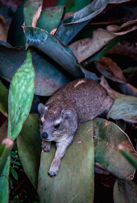 Hyrax at Elsa's Kopje in Meru National Park, Kenya