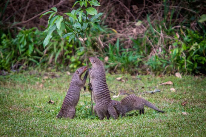 Banded Mongoose in Maasai Mara National Reserve, Kenya