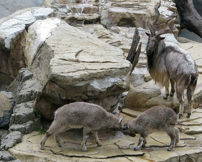 Pictures of Markhor play fighting