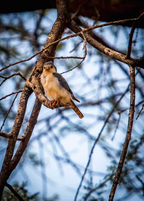 Pygmy Falcon in Meru National Park, Kenya