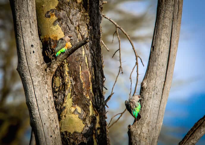 Male & Female Red Bellied Parrots in Lewa Conservancy, Kenya