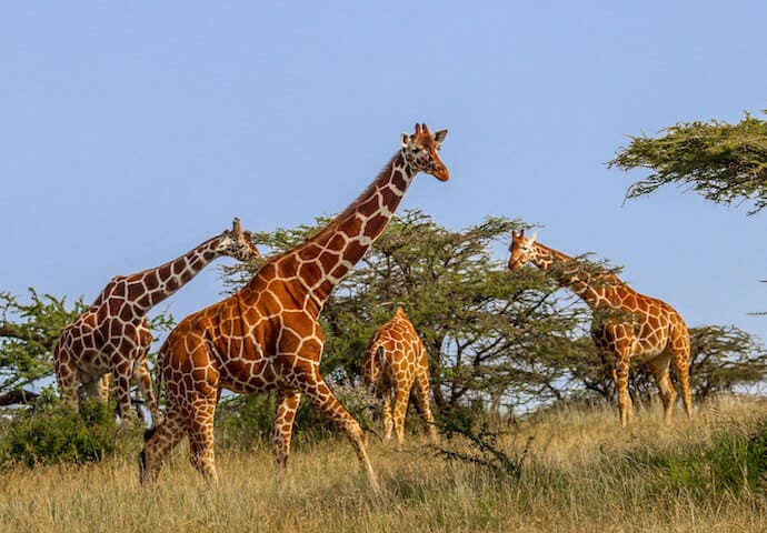 Kenyan Animals: Reticulated Giraffes in Lewa Conservancy 