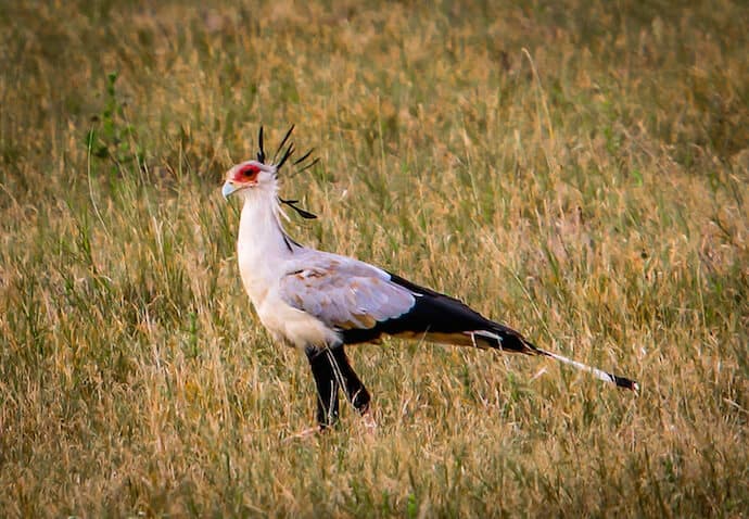 Secretary Bird in Lewa Conservancy, Kenya 