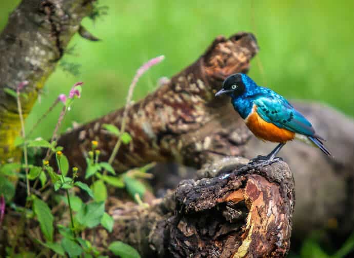 Superb Starling in Ol Pejeta Conservancy, Kenya