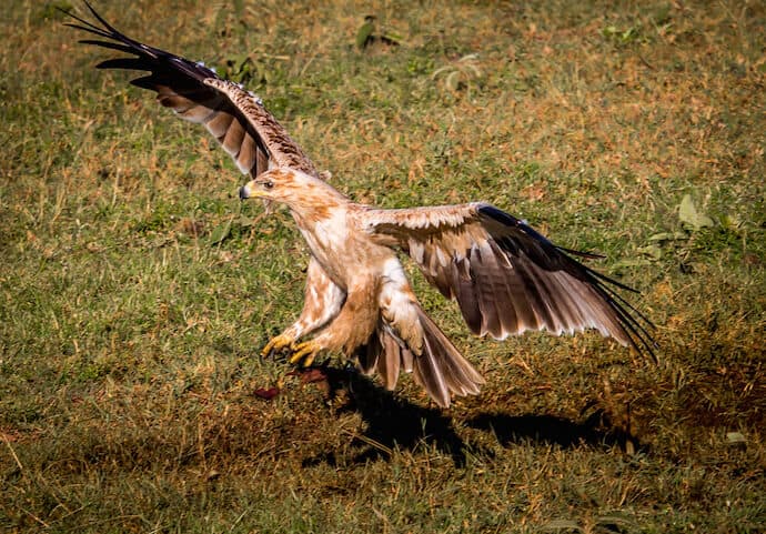 Tawny Eagle in Naboisho Conservancy, Kenya