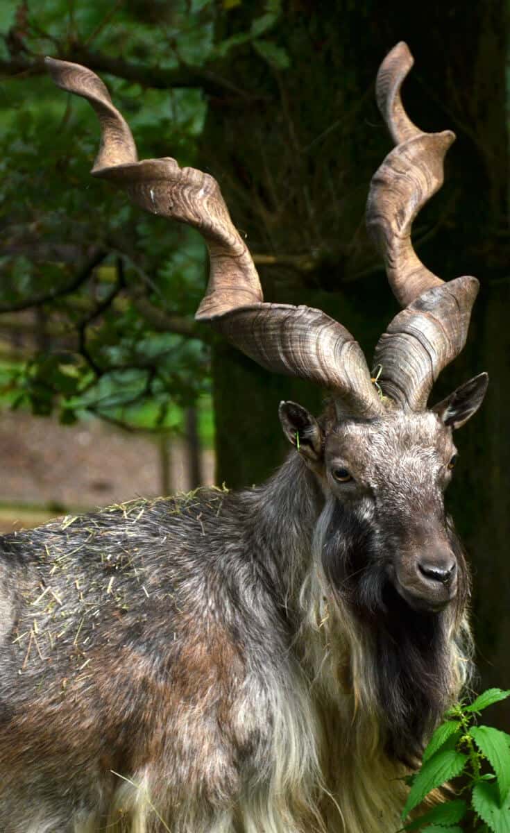 The Markhor is an animal with screw shaped horns