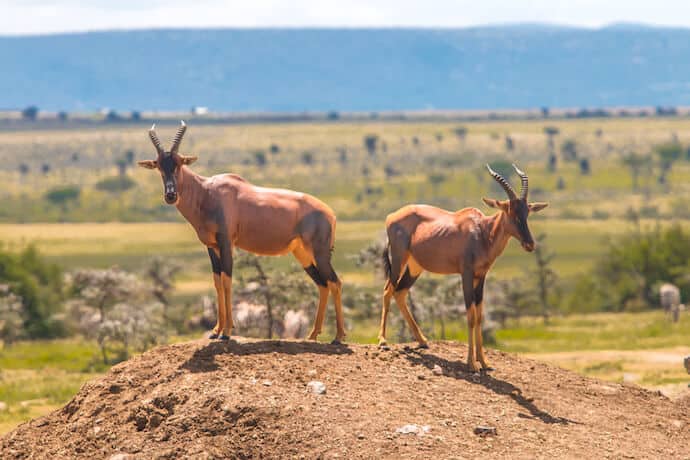 Topis dans la conservation Olare-Motorogi, Kenya