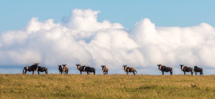 Wildebeests in Ol Kinyei Conservancy, Kenya 