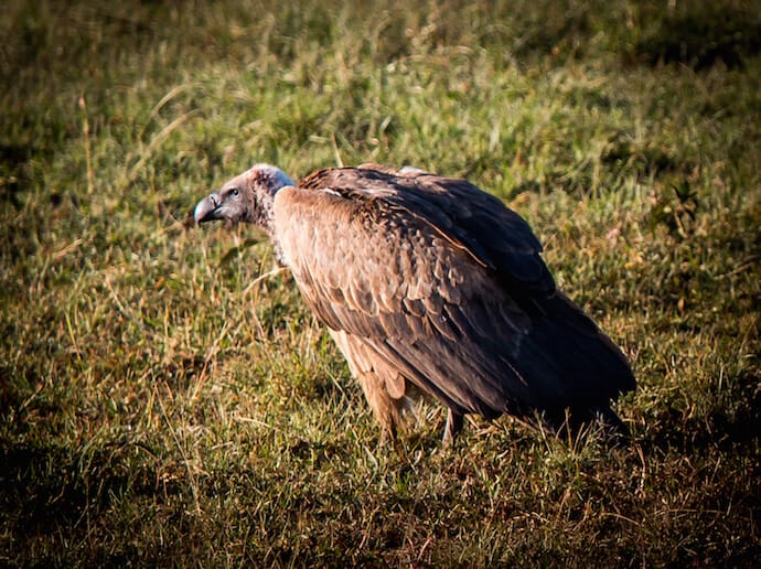 White-backed Vulture in Ol Kinyei Conservancy, Kenya 