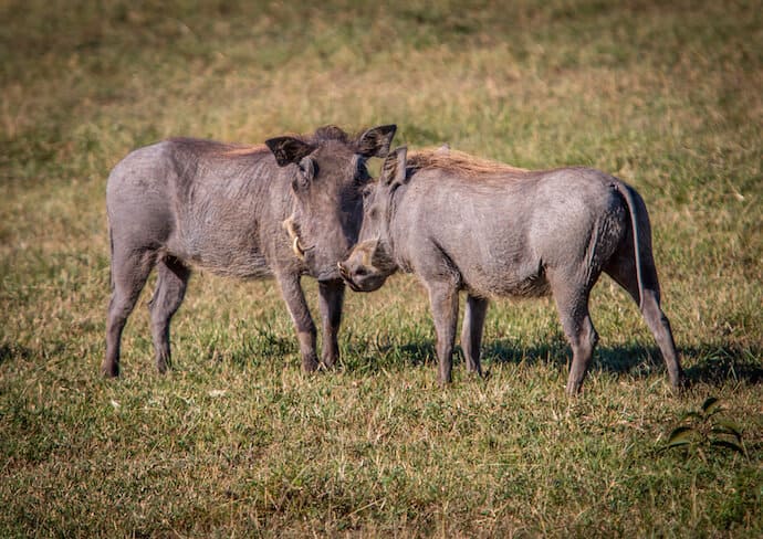 Warthogs in Ol Kinyei Conservancy. Kenya 