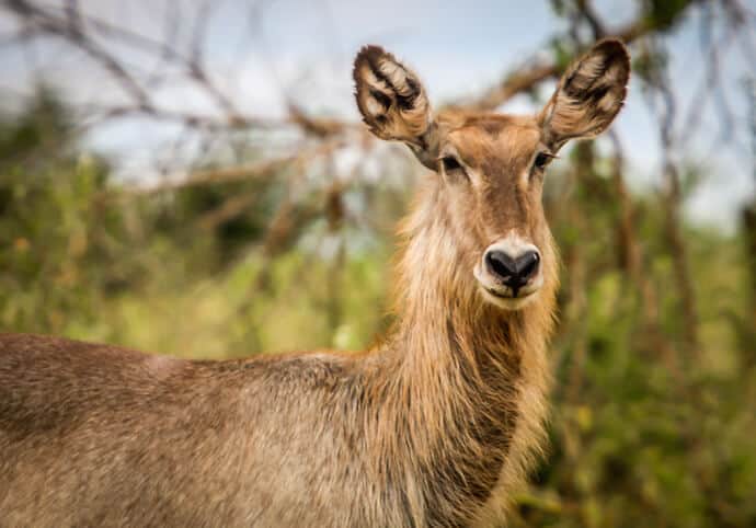 Waterbuck in Meru National Park, Kenya