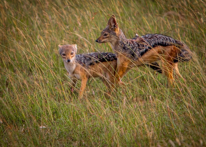 Black-backed Jackals in Maasai Mara National Reserve, Kenya