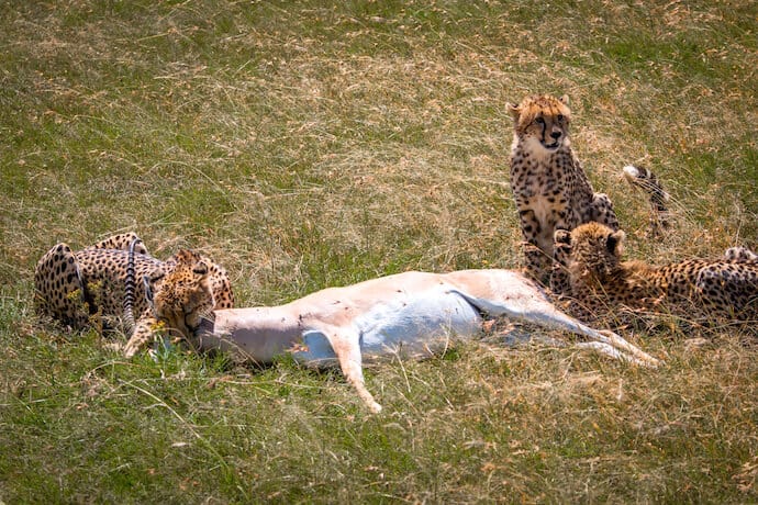 Cheetahs with Gazelle Kill in Ol Kinyei Conservancy - Best Wildlife Tours in the World