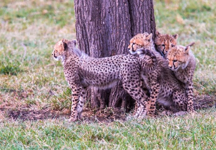 Quatre bébés guépards dans la réserve d'Olare Motorogi au Kenya