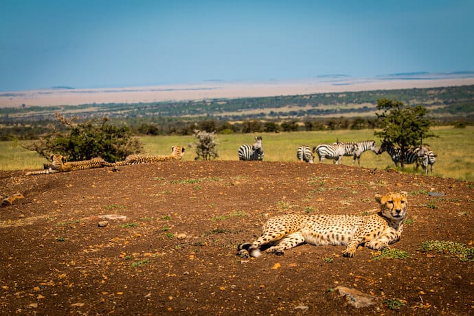 A family of cheetahs in the Maasai Mara of Kenya 