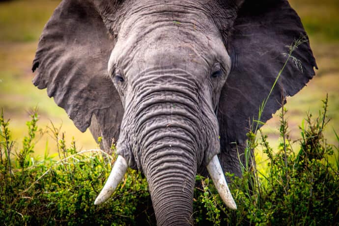 African Bull Elephant in Savanna Habitat, in Kenya's Maasai Mara