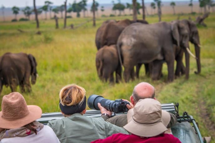 Elephant Herd in Kenya's Maasai Mara National Reserve