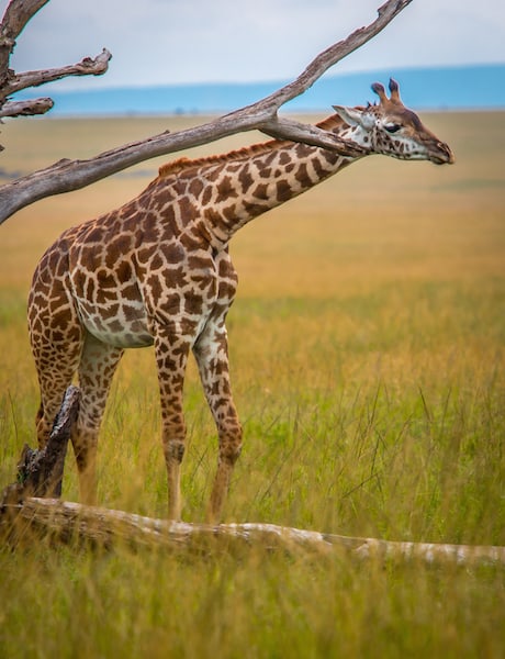 Girafe dans le Maasai Mara, meilleurs parcs nationaux du Kenya