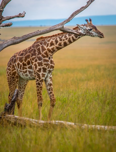 Giraffe in the Maasai Mara, Kenya