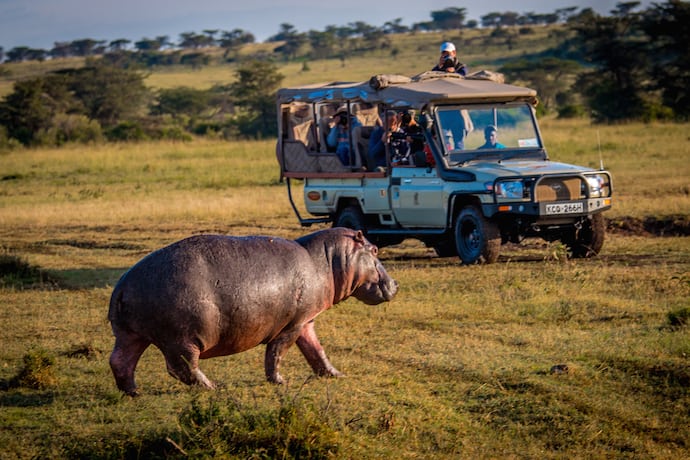 Hippo Walking in Olare Motorogi Conservancy, Kenya