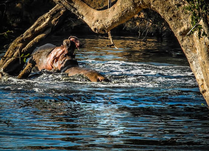 Hippos fighting in Ol Kinyei Conservancy