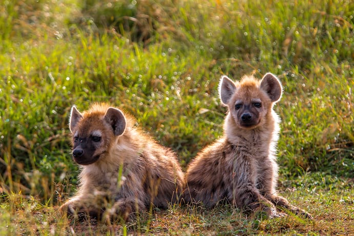 Hyena Pups in the Maasai Mara National Reserve, Kenya 