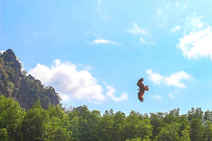 Kilim Karst Geoforest Park Langkawi Malaysia -Langkawi Eagle