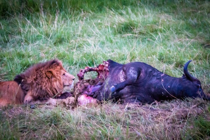 Lion with Buffalo Kill in Olare Motorogi Conservancy, Kenya