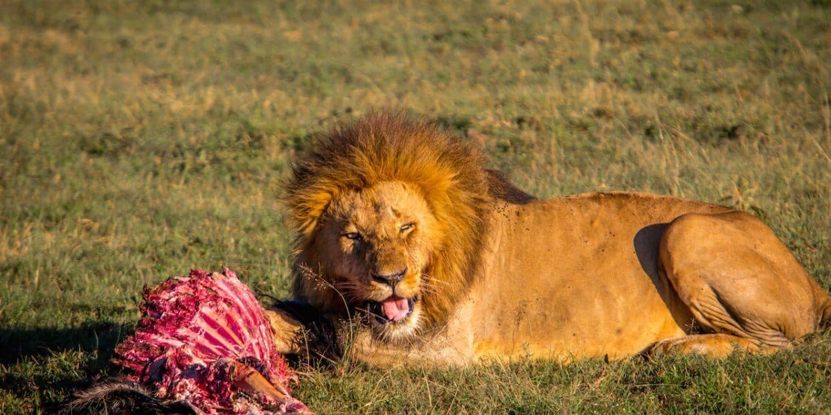 Male lion with Wildebeest Kill in a Maasai Mara Conservancy