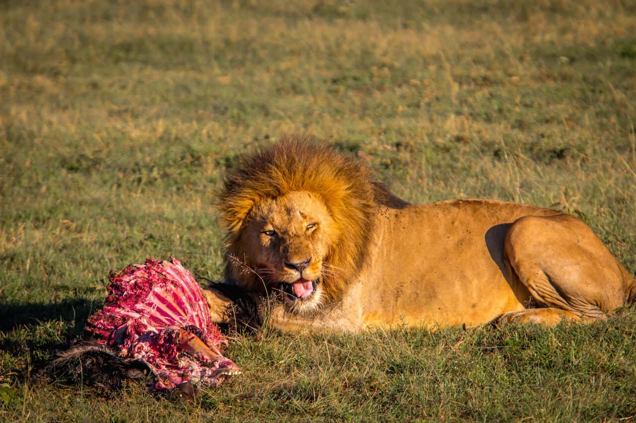 Male lion with Wildebeest Kill in a Maasai Mara Conservancy