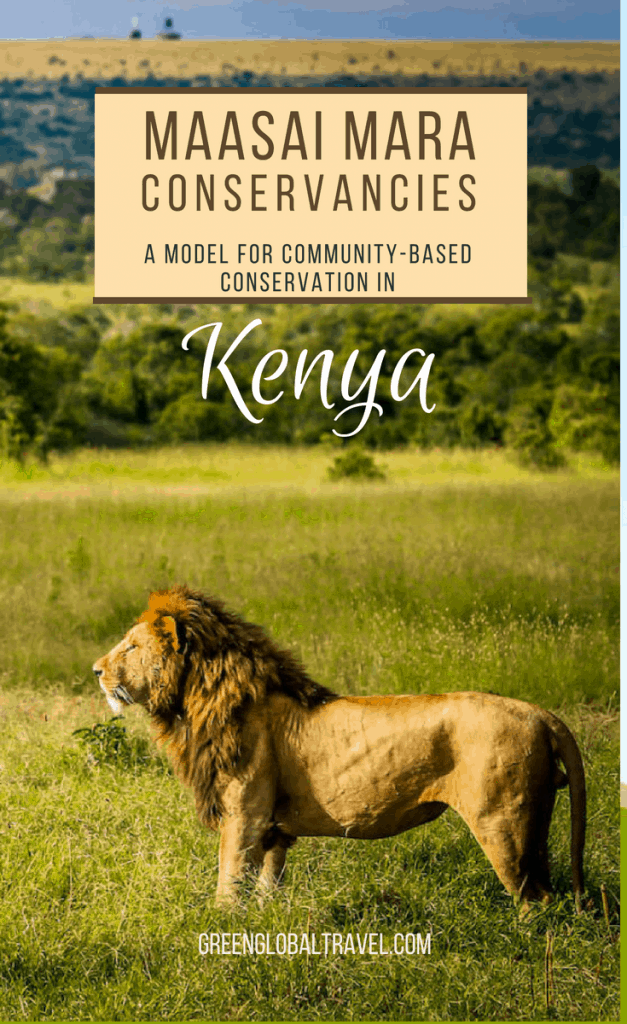 Maasai Mara Conservancies: How community based conservation is empowering Maasai people and protecting wildlife in #Kenya. via @greenglobaltrvl Includes incredible photos of #Lions, #Leopards, #Cheetahs, #Elephants, #Giraffes & more! #KenyaTravel #KenyaSafari #Wildlife #MaasaiMara #Maasai #MaasaiPeople