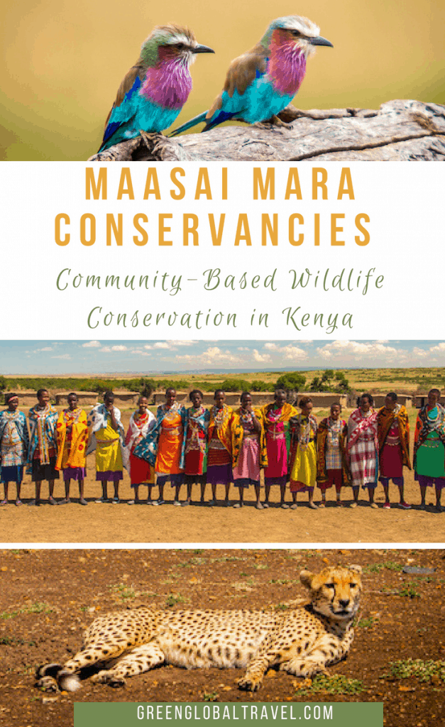 Maasai Mara Conservancies: How community based conservation is empowering Maasai people and protecting wildlife in #Kenya. via @greenglobaltrvl Includes incredible photos of #Lions, #Leopards, #Cheetahs, #Elephants, #Giraffes & more! #KenyaTravel #KenyaSafari #Wildlife #MaasaiMara #Maasai #MaasaiPeople