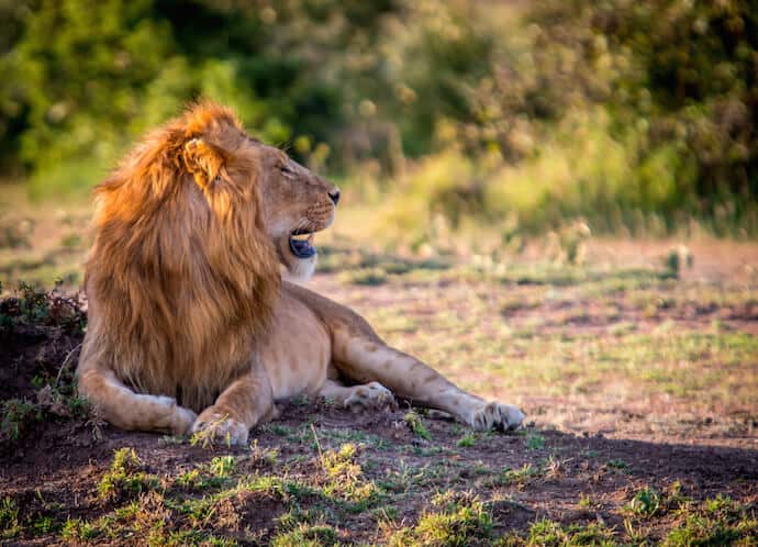 Best Safari in Africa - Male Lion in Ol Kinyei Conservancy