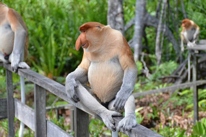 National Parks in Borneo-Bako National Park, Proboscis Monkey