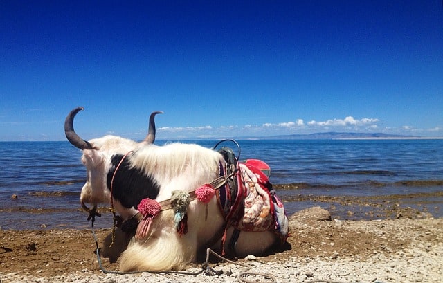 China’s largest saltwater lake - Qinghai Lake