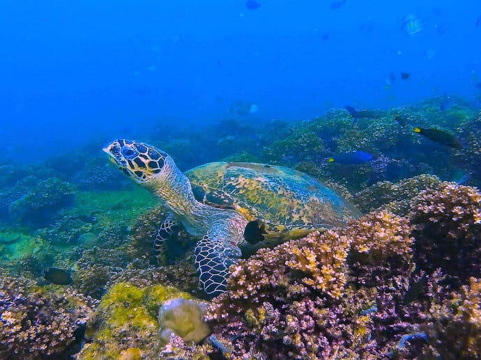 Snorkeling in Borneo, Malaysia -Kota Kinabalu