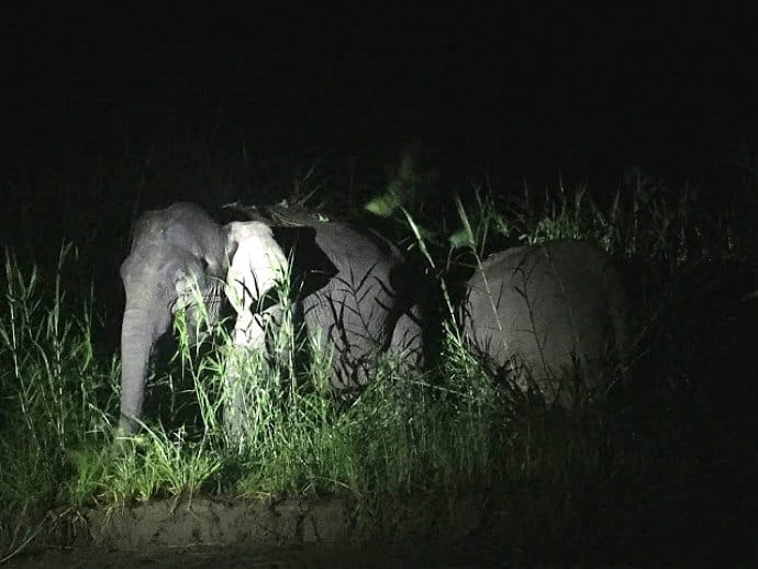 Things to do in Borneo -Wildlife Watching, Pygmy Elephant by Lola Mendez