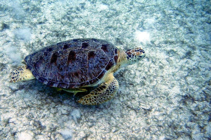 Things to do on the Malaysian Islands-Snorkel with Turtles on Perhentian Islands