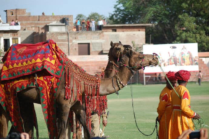 Western Indian Cultural Festival -Bikaner Camel Festival, Rajasthan